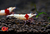 Pure Red Line PRL Caridina Shrimp - Grade SSS++